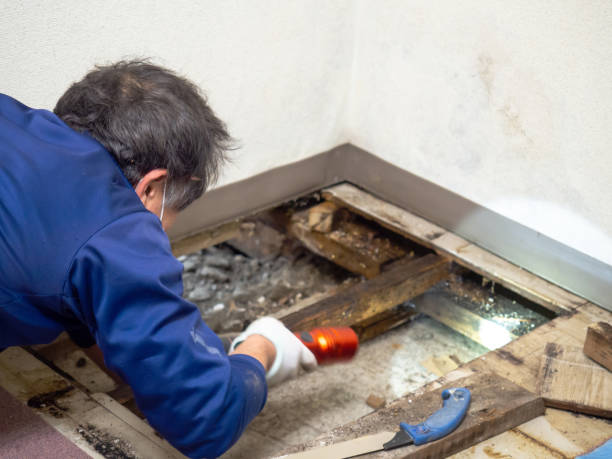 Best Local Mold Removal Service  in Palmer, TX