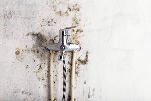Best Commercial Mold Removal  in Palmer, TX