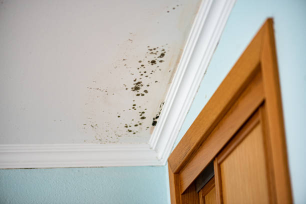 Best Same-Day Mold Removal  in Palmer, TX