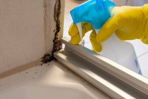 Best Professional Mold Removal  in Palmer, TX