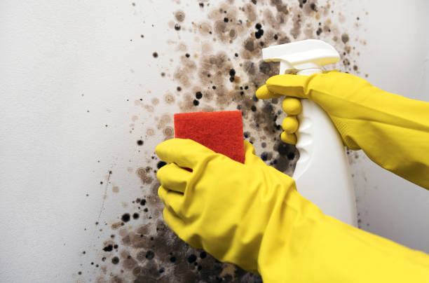 Mold Removal and Inspection in Palmer, TX