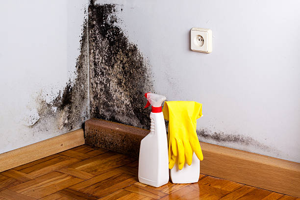 Best Local Mold Removal Service  in Palmer, TX