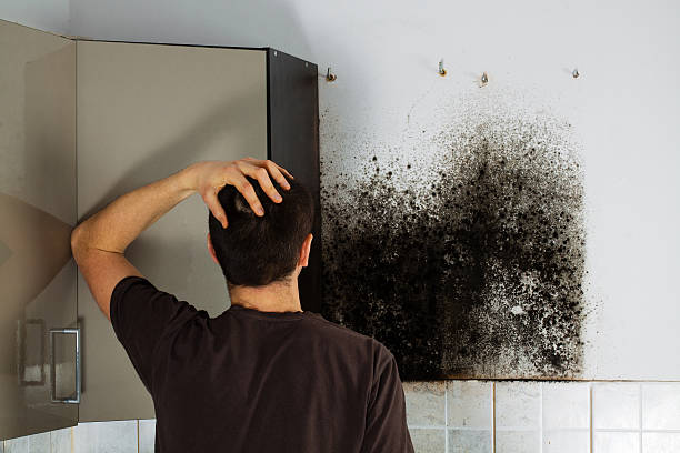 Best Commercial Mold Removal  in Palmer, TX