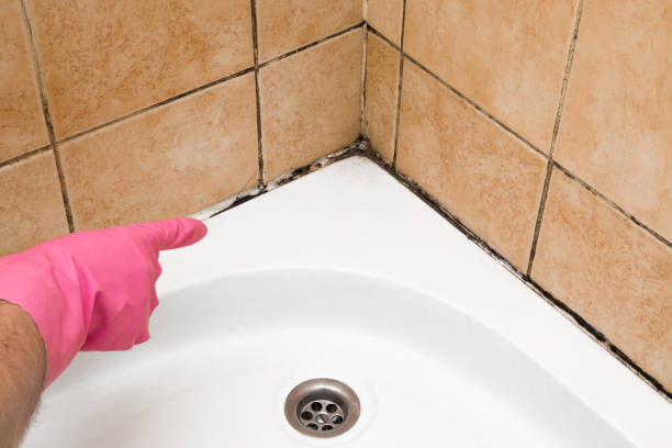 Best Same-Day Mold Removal  in Palmer, TX