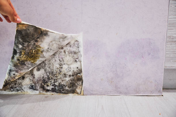  Palmer, TX Mold Removal Pros